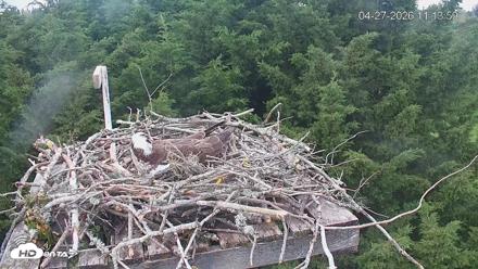 Medina Washington Live Osprey Nest Webcam - Apr 27, 2026, 11:14am PDT