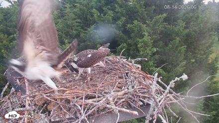 Medina Washington Live Osprey Nest Webcam - Aug 14, 2026, 6:11am PDT