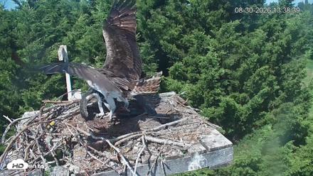 Medina Washington Live Osprey Nest Webcam - Aug 30, 2026, 1:39pm PDT