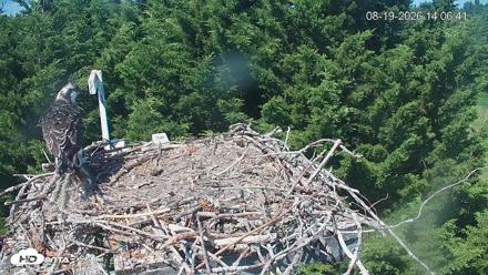 Medina Washington Live Osprey Nest Webcam - Aug 19, 2026, 2:07pm PDT