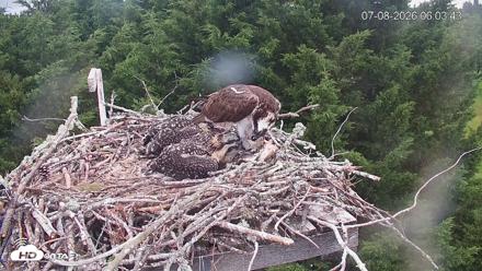Medina Washington Live Osprey Nest Webcam - Jul 8, 2026, 6:04am PDT