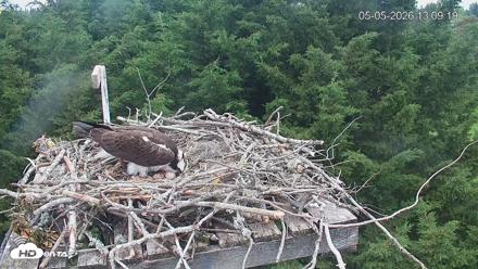 Medina Washington Live Osprey Nest Webcam - May 5, 2026, 1:10pm PDT