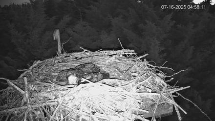 Medina Washington Live Osprey Nest Webcam - Jul 16, 2025, 4:58am PDT