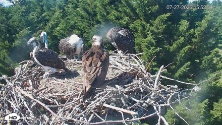 Medina Washington Live Osprey Nest Webcam - Jul 27, 2026, 3:53pm PDT