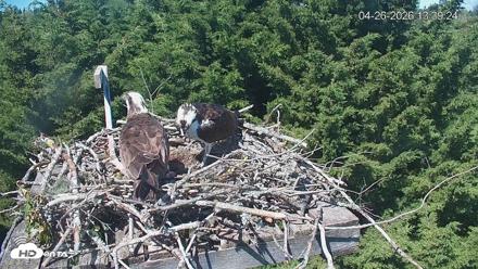 Medina Washington Live Osprey Nest Webcam - Apr 26, 2026, 1:40pm PDT