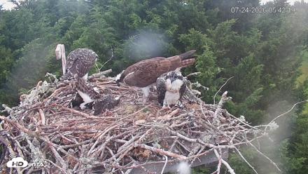 Medina Washington Live Osprey Nest Webcam - Jul 24, 2026, 5:43am PDT
