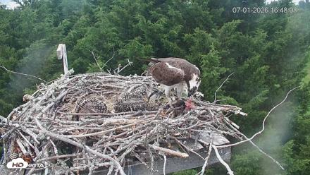 Medina Washington Live Osprey Nest Webcam - Jul 1, 2026, 4:48pm PDT