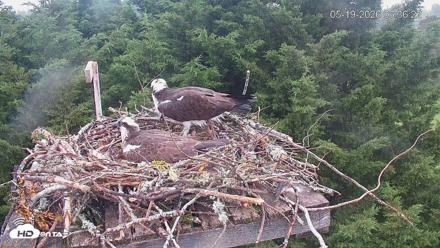 Medina Washington Live Osprey Nest Webcam - May 19, 2026, 6:37am PDT