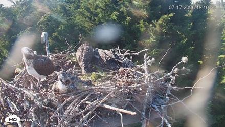 Medina Washington Live Osprey Nest Webcam - Jul 17, 2026, 6:11pm PDT