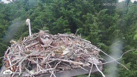 Medina Washington Live Osprey Nest Webcam - Jun 3, 2026, 7:24am PDT