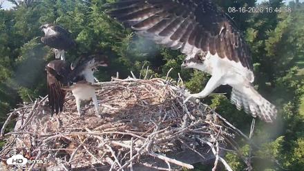 Medina Washington Live Osprey Nest Webcam - Aug 16, 2026, 4:45pm PDT