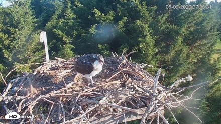 Medina Washington Live Osprey Nest Webcam - Aug 9, 2026, 7:26am PDT