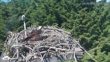 Medina Washington Live Osprey Nest Webcam - Apr 26, 2026, 2:03pm PDT