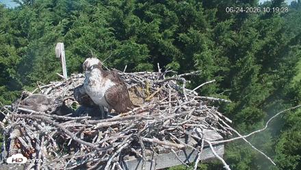 Medina Washington Live Osprey Nest Webcam - Jun 24, 2026, 10:20am PDT
