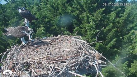 Medina Washington Live Osprey Nest Webcam - Aug 17, 2026, 3:40pm PDT