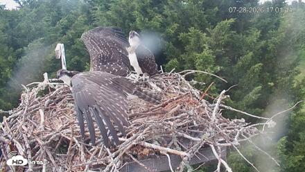 Medina Washington Live Osprey Nest Webcam - Jul 28, 2026, 5:02pm PDT