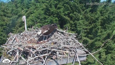 Medina Washington Live Osprey Nest Webcam - May 2, 2026, 11:52am PDT