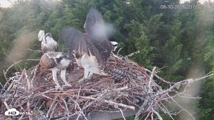 Medina Washington Live Osprey Nest Webcam - Aug 10, 2026, 8:06pm PDT