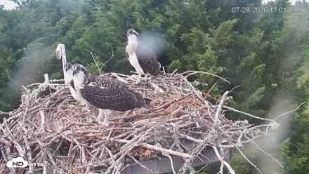 Medina Washington Live Osprey Nest Webcam - Jul 28, 2026, 5:02pm PDT
