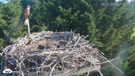 Medina Washington Live Osprey Nest Webcam - Jun 21, 2026, 7:19am PDT