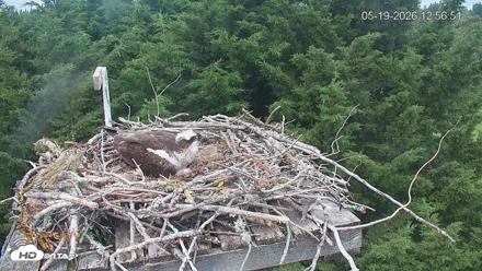 Medina Washington Live Osprey Nest Webcam - May 19, 2026, 12:57pm PDT