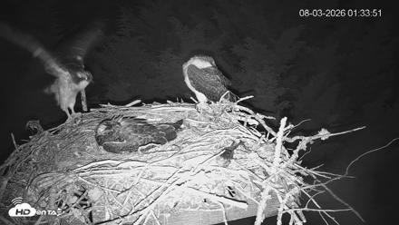 Medina Washington Live Osprey Nest Webcam - Aug 3, 2026, 1:35am PDT