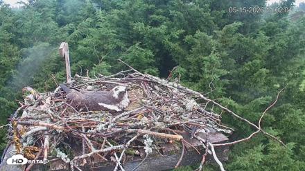 Medina Washington Live Osprey Nest Webcam - May 15, 2026, 11:02am PDT