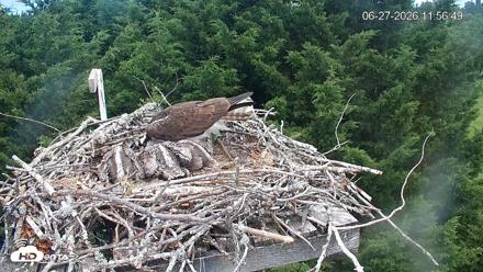 Medina Washington Live Osprey Nest Webcam - Jun 27, 2026, 11:58am PDT