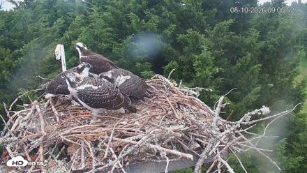 Medina Washington Live Osprey Nest Webcam - Aug 10, 2026, 9:06am PDT