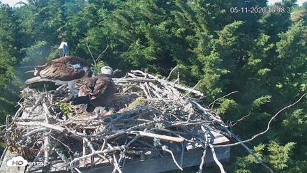 Medina Washington Live Osprey Nest Webcam - May 11, 2026, 4:49pm PDT