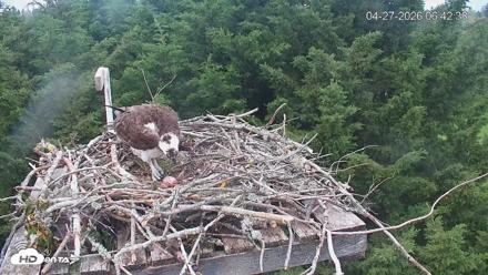 Medina Washington Live Osprey Nest Webcam - Apr 27, 2026, 6:44am PDT