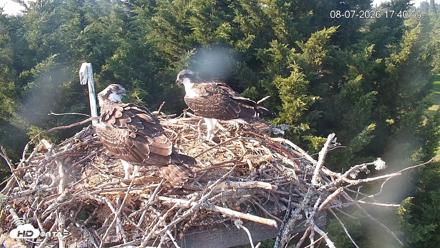 Medina Washington Live Osprey Nest Webcam - Aug 7, 2026, 5:44pm PDT