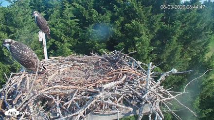Medina Washington Live Osprey Nest Webcam - Aug 3, 2026, 8:45am PDT