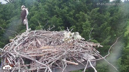 Medina Washington Live Osprey Nest Webcam - Jul 1, 2026, 6:56am PDT