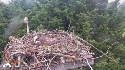 Medina Washington Live Osprey Nest Webcam - May 19, 2026, 6:36am PDT