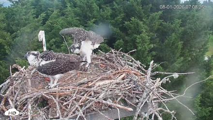 Medina Washington Live Osprey Nest Webcam - Aug 1, 2026, 7:09am PDT
