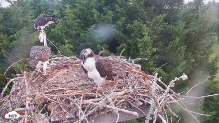 Medina Washington Live Osprey Nest Webcam - Aug 14, 2026, 6:16am PDT