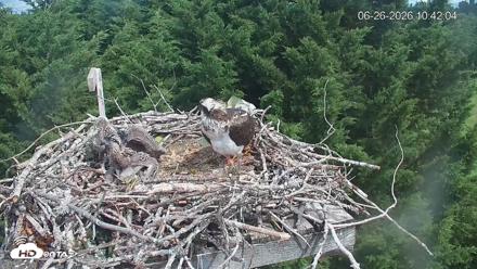 Medina Washington Live Osprey Nest Webcam - Jun 26, 2026, 10:42am PDT