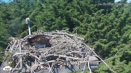 Medina Washington Live Osprey Nest Webcam - Apr 26, 2026, 1:45pm PDT