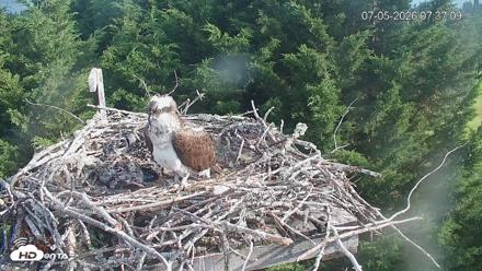 Medina Washington Live Osprey Nest Webcam - Jul 5, 2026, 7:37am PDT