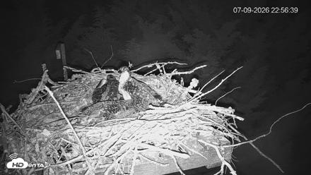 Medina Washington Live Osprey Nest Webcam - Jul 9, 2026, 10:57pm PDT