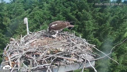 Medina Washington Live Osprey Nest Webcam - Jun 5, 2026, 10:29am PDT