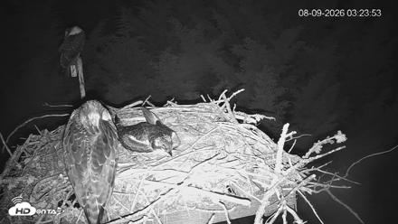 Medina Washington Live Osprey Nest Webcam - Aug 9, 2026, 3:24am PDT