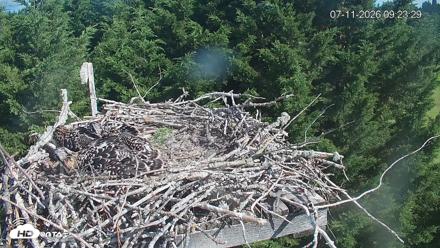 Medina Washington Live Osprey Nest Webcam - Jul 11, 2026, 9:24am PDT