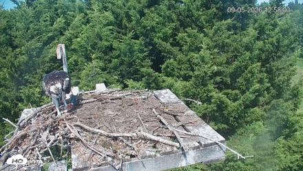 Medina Washington Live Osprey Nest Webcam - Sep 5, 2026, 12:58pm PDT