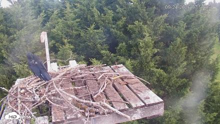 Medina Washington Live Osprey Nest Webcam - Sep 24, 2026, 7:58am PDT