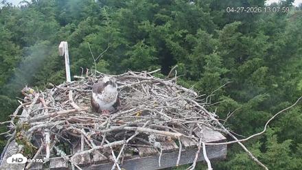 Medina Washington Live Osprey Nest Webcam - Apr 27, 2026, 1:08pm PDT