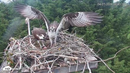 Medina Washington Live Osprey Nest Webcam - Apr 27, 2026, 6:44am PDT