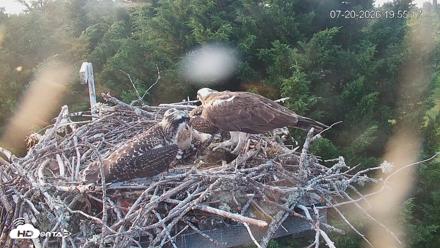 Medina Washington Live Osprey Nest Webcam - Jul 20, 2026, 7:56pm PDT