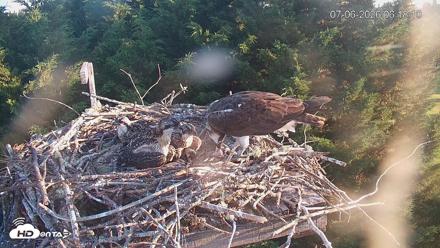 Medina Washington Live Osprey Nest Webcam - Jul 6, 2026, 6:18am PDT